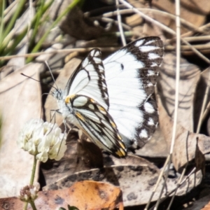 Belenois java at Namadgi National Park - 15 Nov 2023