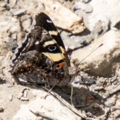 Vanessa itea (Yellow Admiral) at Cotter River, ACT - 15 Nov 2023 by SWishart