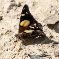 Vanessa itea at Namadgi National Park - 15 Nov 2023