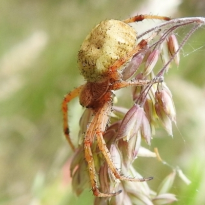 Unidentified Spider (Araneae) at Brindabella National Park - 8 Dec 2023 by JohnBundock