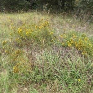 Hypericum perforatum at Aranda, ACT - 7 Dec 2023