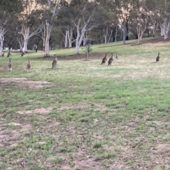 Macropus giganteus (Eastern Grey Kangaroo) at Bruce, ACT - 6 Dec 2023 by JohnGiacon