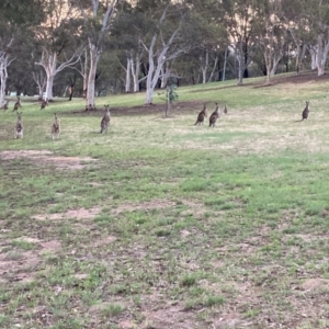 Macropus giganteus at Flea Bog Flat to Emu Creek Corridor - 6 Dec 2023