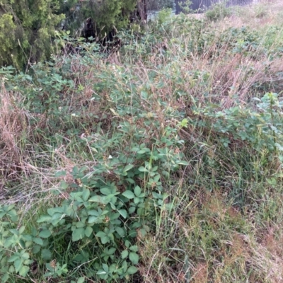 Rubus anglocandicans (Blackberry) at Bruce, ACT - 6 Dec 2023 by JohnGiacon