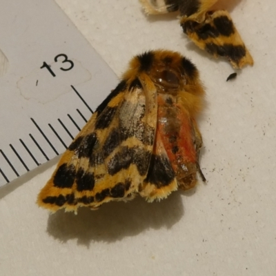 Ardices curvata (Crimson Tiger Moth) at Emu Creek - 8 Dec 2023 by JohnGiacon