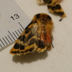 Ardices curvata (Crimson Tiger Moth) at Flea Bog Flat to Emu Creek Corridor - 8 Dec 2023 by JohnGiacon
