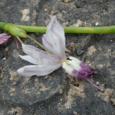 Arthropodium milleflorum (Vanilla Lily) at Flea Bog Flat to Emu Creek Corridor - 8 Dec 2023 by JohnGiacon