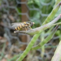 Simosyrphus grandicornis (Common hover fly) at Flea Bog Flat to Emu Creek Corridor - 7 Dec 2023 by JohnGiacon