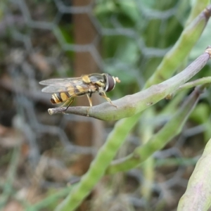 Simosyrphus grandicornis at Flea Bog Flat to Emu Creek Corridor - 8 Dec 2023