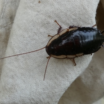 Drymaplaneta communis (Eastern Wood Runner, Common Shining Cockroach) at Flea Bog Flat to Emu Creek Corridor - 7 Dec 2023 by JohnGiacon