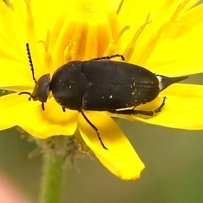 Mordella sp. (genus) (Pintail or tumbling flower beetle) at Uriarra, NSW - 7 Dec 2023 by JohnBundock