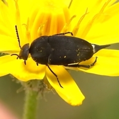 Mordella sp. (genus) (Pintail or tumbling flower beetle) at Brindabella National Park - 7 Dec 2023 by JohnBundock
