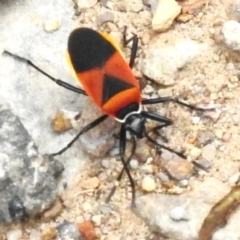 Dindymus versicolor (Harlequin Bug) at Cotter River, ACT - 8 Dec 2023 by JohnBundock