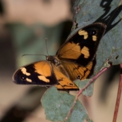 Heteronympha merope (Common Brown Butterfly) at Hawker, ACT - 13 Nov 2023 by AlisonMilton