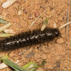 Ecnolagria sp. (genus) (A brown darkling beetle) at The Pinnacle - 13 Nov 2023 by AlisonMilton