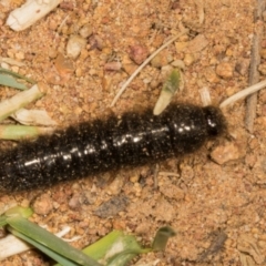 Ecnolagria sp. (genus) (A brown darkling beetle) at Belconnen, ACT - 13 Nov 2023 by AlisonMilton