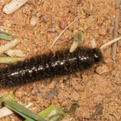 Ecnolagria sp. (genus) (A brown darkling beetle) at Belconnen, ACT - 13 Nov 2023 by AlisonMilton