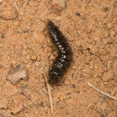 Ecnolagria sp. (genus) at The Pinnacle - 14 Nov 2023