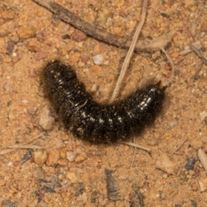 Ecnolagria sp. (genus) at The Pinnacle - 14 Nov 2023