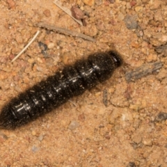 Ecnolagria sp. (genus) at The Pinnacle - 14 Nov 2023