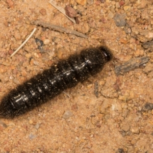 Ecnolagria sp. (genus) at The Pinnacle - 14 Nov 2023