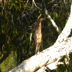 Ixobrychus flavicollis (Black Bittern) at Kelso, QLD - 11 Nov 2023 by TerryS