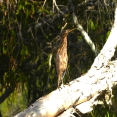 Ixobrychus flavicollis (Black Bittern) at Kelso, QLD - 12 Nov 2023 by TerryS