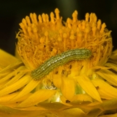 Lepidoptera unclassified IMMATURE moth at Belconnen, ACT - 14 Nov 2023 by AlisonMilton