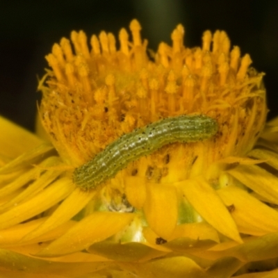 Lepidoptera unclassified IMMATURE (caterpillar or pupa or cocoon) at The Pinnacle - 14 Nov 2023 by AlisonMilton