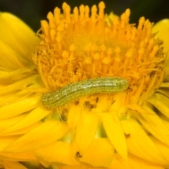 Lepidoptera unclassified IMMATURE moth at The Pinnacle - 14 Nov 2023