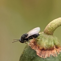 Chalcidoidea (superfamily) (A gall wasp or Chalcid wasp) at Holder Wetlands - 8 Dec 2023 by Miranda