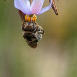 Chalcidoidea (superfamily) at Holder Wetlands - 8 Dec 2023