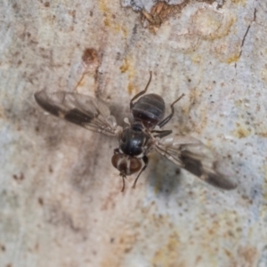 Platystomatidae (family) at Higgins, ACT - 4 Dec 2023