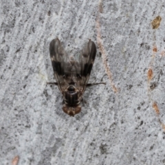 Platystomatidae (family) at Higgins, ACT - 4 Dec 2023