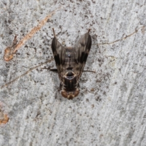 Platystomatidae (family) at Higgins, ACT - 4 Dec 2023