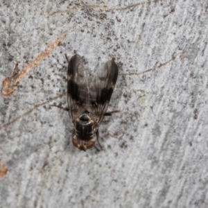 Platystomatidae (family) at Higgins, ACT - 4 Dec 2023 09:22 AM