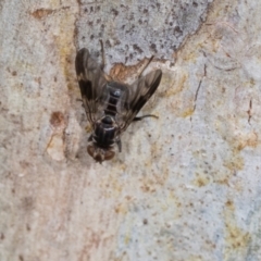 Platystomatidae (family) at Higgins, ACT - 4 Dec 2023