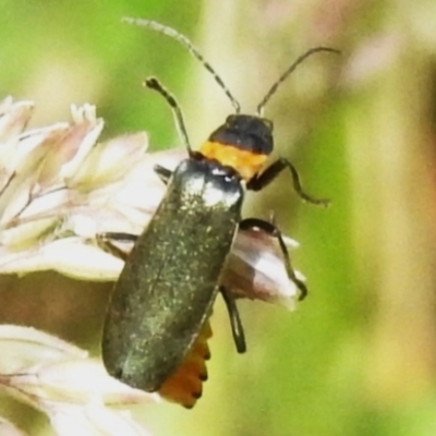Chauliognathus lugubris (Plague Soldier Beetle) at Brindabella National Park - 8 Dec 2023 by JohnBundock