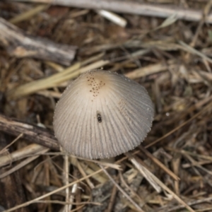 Coprinellus etc. at Mount Painter - 3 Dec 2023