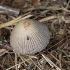 Coprinellus etc. at Mount Painter - 3 Dec 2023