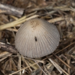 Coprinellus etc. at Mount Painter - 3 Dec 2023