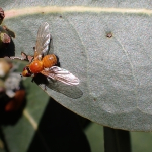 Lauxaniidae (family) at Murrumbateman, NSW - 4 Dec 2023