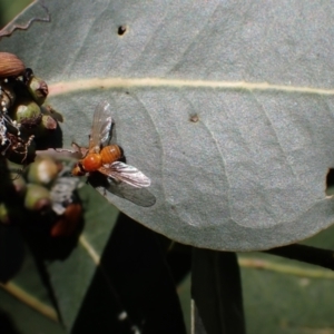 Lauxaniidae (family) at Murrumbateman, NSW - 4 Dec 2023