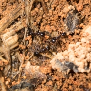 Monomorium sp. (genus) at Mount Painter - 3 Dec 2023