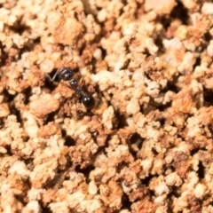 Monomorium sp. (genus) at Mount Painter - 3 Dec 2023