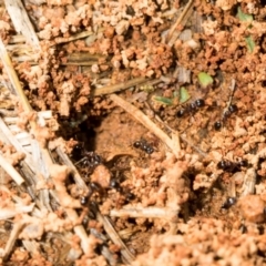 Monomorium sp. (genus) at Mount Painter - 3 Dec 2023