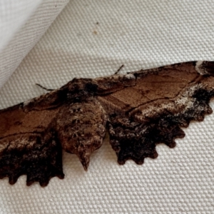Pholodes sinistraria (Sinister or Frilled Bark Moth) at Wingecarribee Local Government Area by GlossyGal