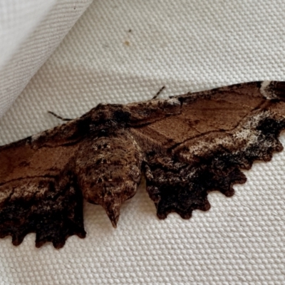 Pholodes sinistraria (Sinister or Frilled Bark Moth) at Burradoo - 8 Dec 2023 by GlossyGal