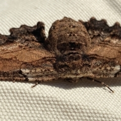 Pholodes sinistraria at Wingecarribee Local Government Area - 8 Dec 2023