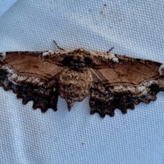 Pholodes sinistraria at Wingecarribee Local Government Area - 8 Dec 2023